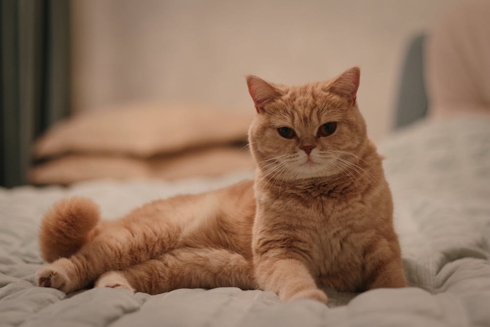Portrait of Cute Cat