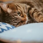 Relaxed Cat Sleeping on Cozy Couch Indoors