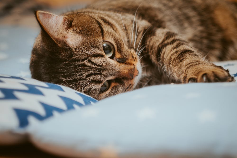 Relaxed Cat Sleeping on Cozy Couch Indoors