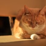 Orange Cat Sleeping on Wooden Table