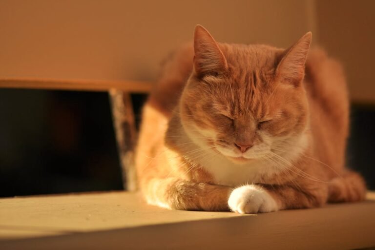 Orange Cat Sleeping on Wooden Table