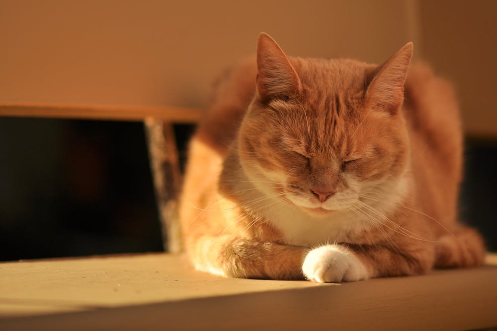 Orange Cat Sleeping on Wooden Table