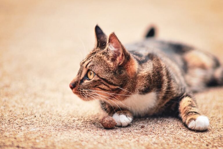 Brown Tabby Cat Lying on the Floor