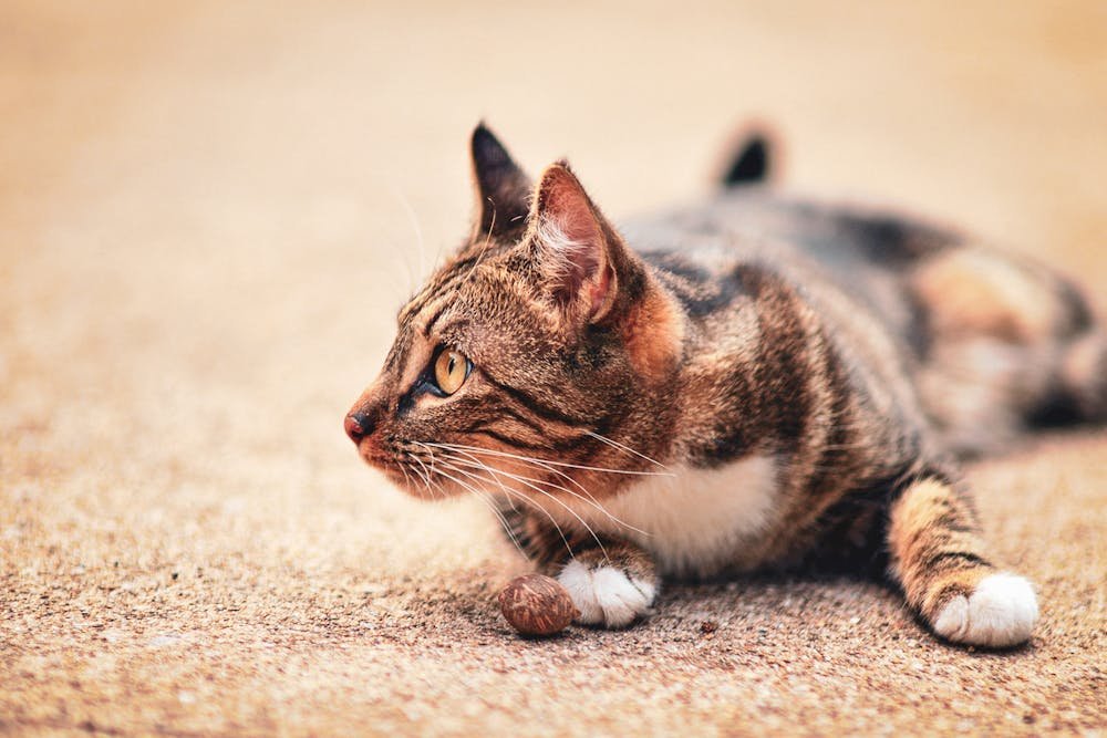 Brown Tabby Cat Lying on the Floor