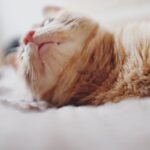 Orange Tabby Lying on Cushion