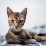 Close Up Shot of a Cat