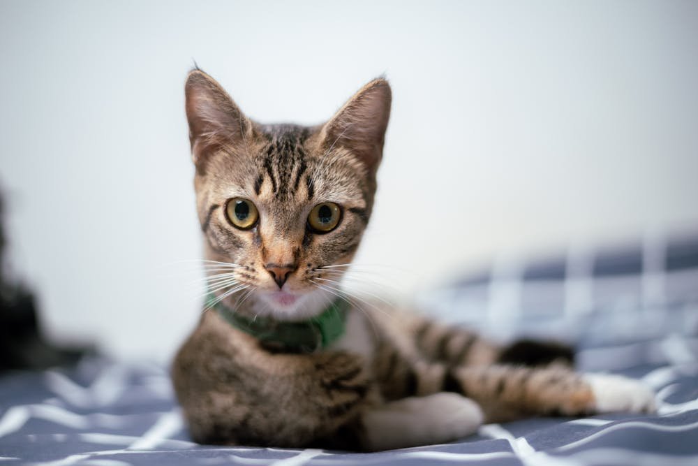 Close Up Shot of a Cat