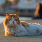 an orange and white cat laying on the ground