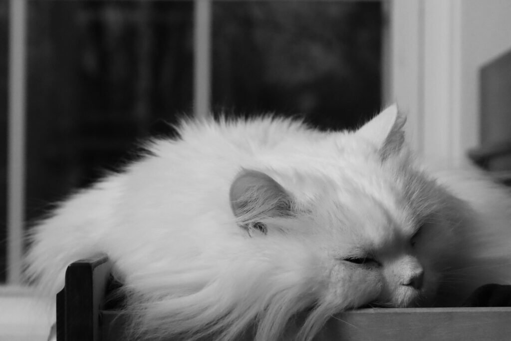 a white cat laying on top of a wooden table