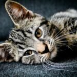 brown and black tabby cat lying on gray cushion