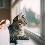 silver tabby cat on window