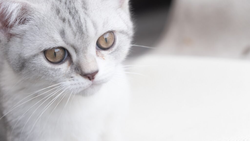 white and gray cat on white ceramic bathtub