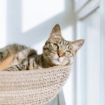 silver tabby cat on gray pillow beside clear glass window