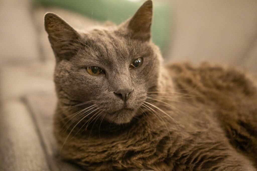a close up of a cat laying on a couch