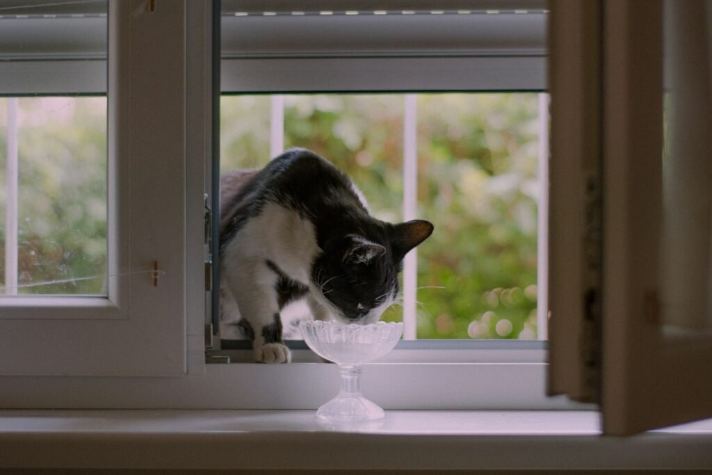A black and white cat sitting on a window sill
