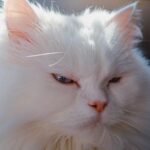 a close up of a white cat with blue eyes
