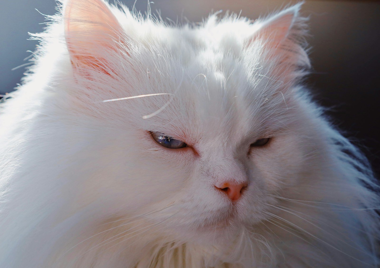 a close up of a white cat with blue eyes