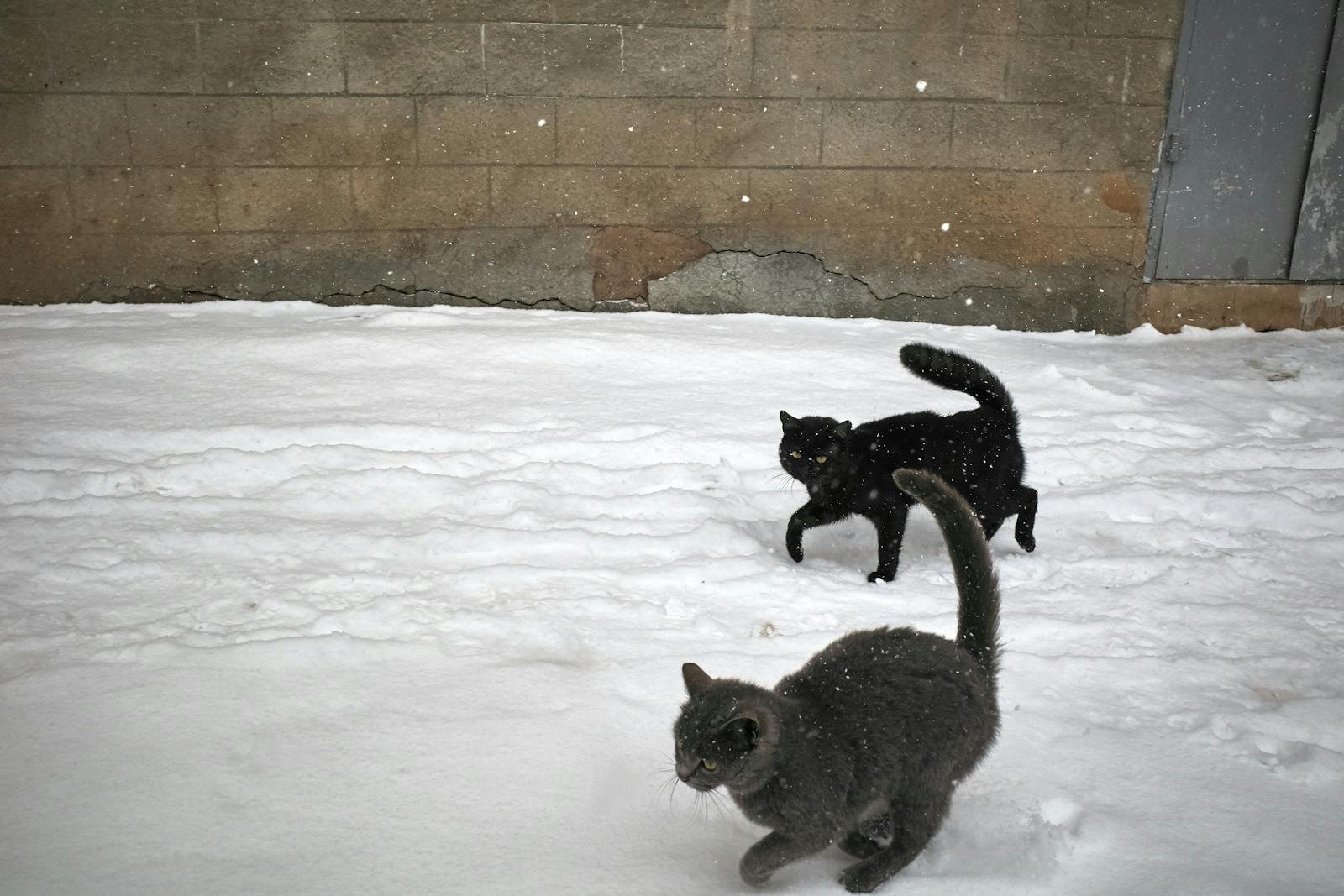 Two cats frolic in the snowy outdoor setting of a winter day, creating a playful scene against a brick wall.