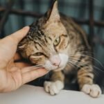 Adorable tabby cat being petted, enjoying a gentle scratch under its chin.