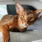 Close-up of an adorable Abyssinian cat relaxing indoors on a chair.
