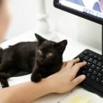 A black cat resting on a desk by a computer keyboard with a person present.