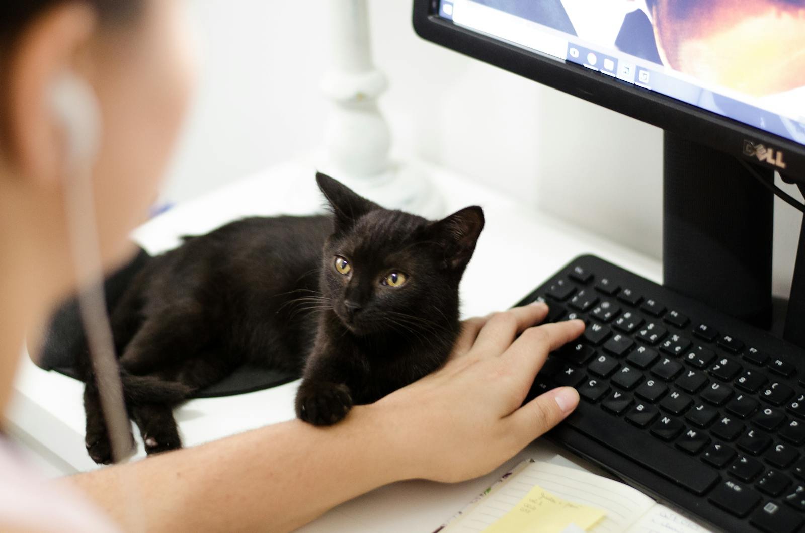 A black cat resting on a desk by a computer keyboard with a person present.