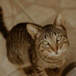 A close-up portrait of a tabby cat indoors, looking up thoughtfully.