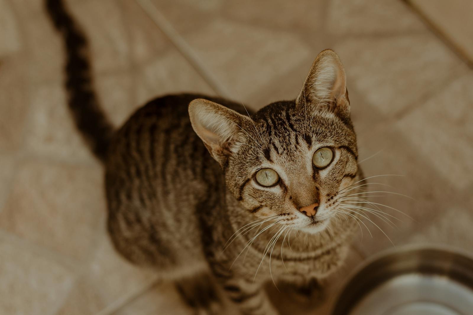 A close-up portrait of a tabby cat indoors, looking up thoughtfully.