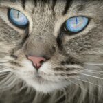 A detailed close-up portrait of a domestic cat with striking blue eyes and soft grey fur.