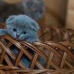Adorable grey kitten peeking out of a wicker basket indoors. Perfect for cute animal lovers.