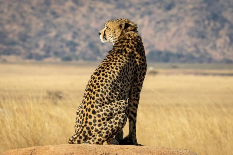 Cheetah sitting on a rock in the sunlit African savanna. (Acinonyx jubatus)