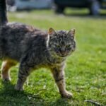 A focused close-up of a tabby cat walking on green grass, exuding confidence.