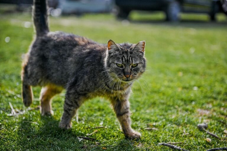 A focused close-up of a tabby cat walking on green grass, exuding confidence.