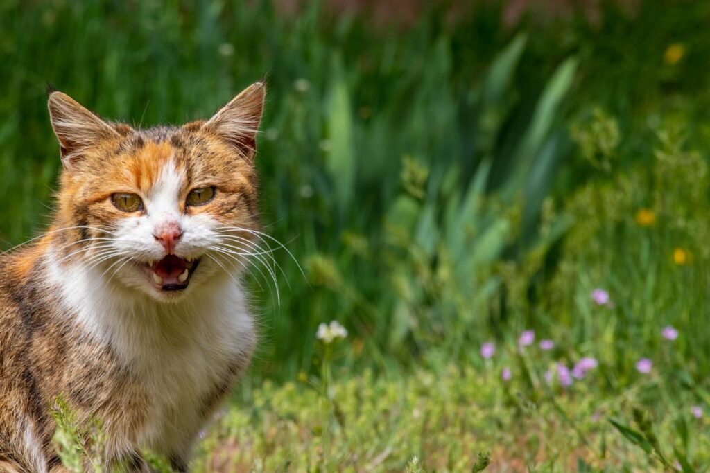 A close-up of an adorable calico cat outdoors in a vibrant green garden, showcasing its expressive face.