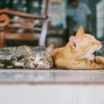 Two domestic cats resting indoors, one yawning while lying on a patterned rug.