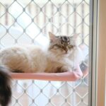 A fluffy cat peacefully sleeps on a pink perch by a wire-mesh window on a calm day.