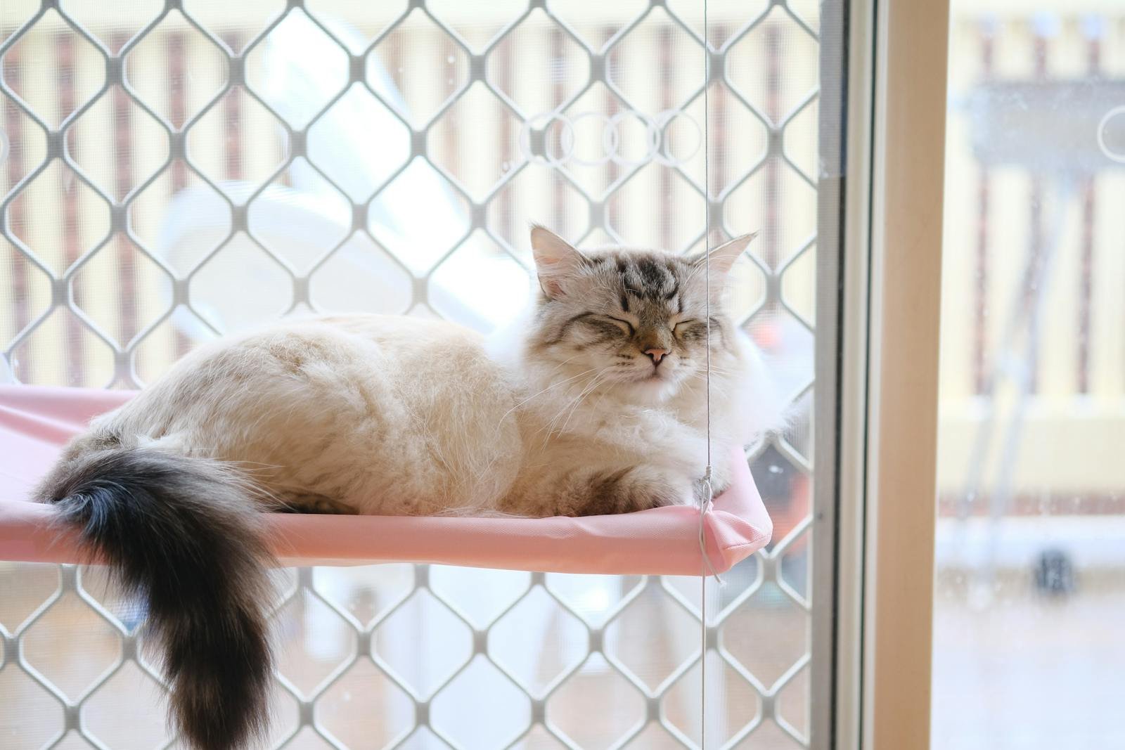 A fluffy cat peacefully sleeps on a pink perch by a wire-mesh window on a calm day.