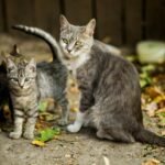A mother cat and her kittens sitting among fallen leaves outdoors, showcasing family and nature.