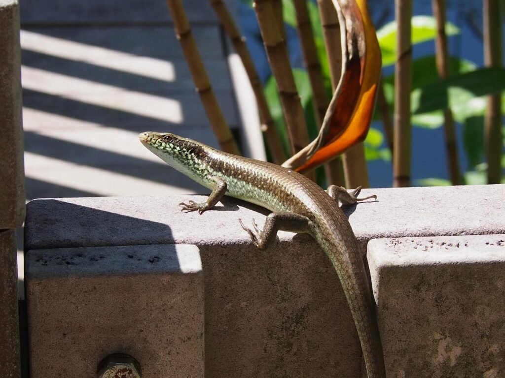 A close-up of a long-tailed skink (Eutropis longicaudata) basking on a concrete wall in Hong Kong.