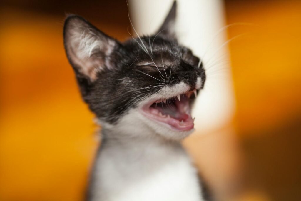 Close-up of a yawning black and white kitten with a playful expression.