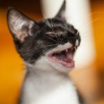 Close-up of a yawning black and white kitten with a playful expression.
