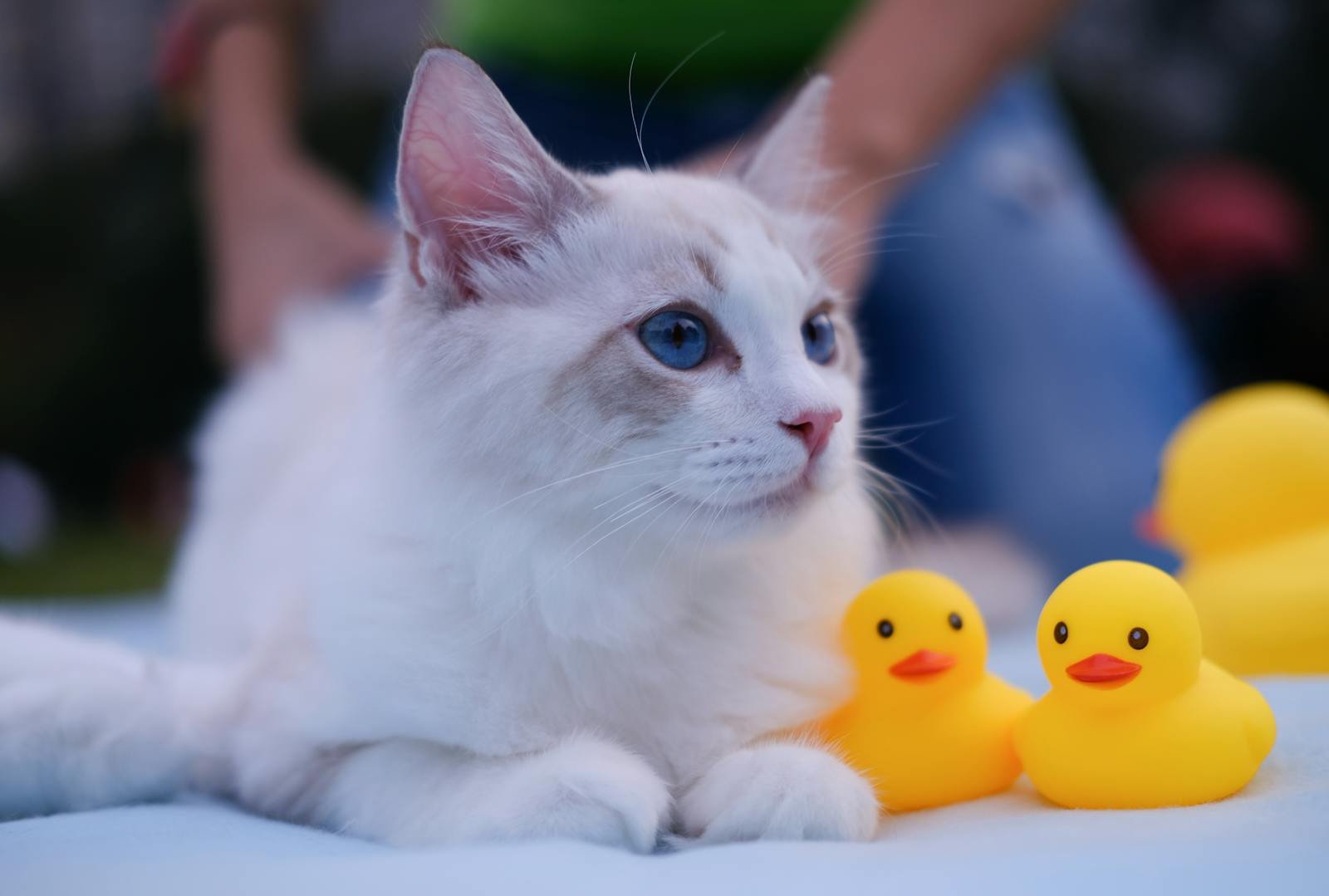Charming white cat with blue eyes lying beside yellow rubber ducks.