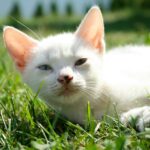 Cute white kitten with heterochromia relaxing in a sunny grassy field, close-up shot.