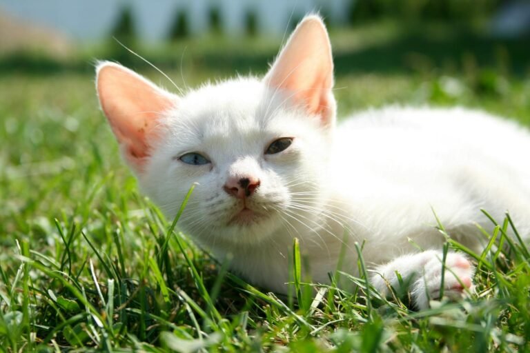 Cute white kitten with heterochromia relaxing in a sunny grassy field, close-up shot.