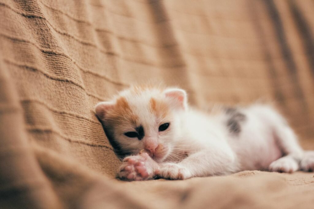 Cute white and orange kitten lying down on a soft textured blanket indoors.