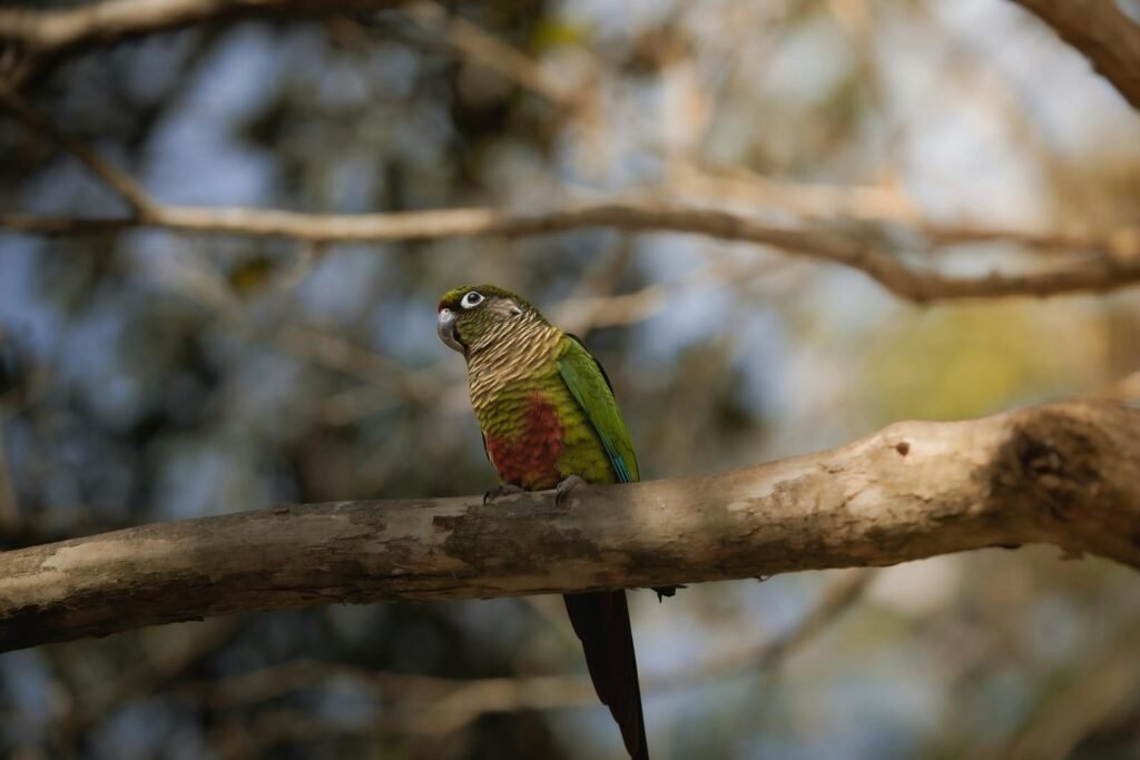 Brown-Eared Conure (Pyrrhura frontalis) perched on a branch in Foz do Iguaçu, Brazil.