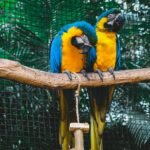 Two stunning blue-and-gold macaws perched on a branch in Foz do Iguaçu, Brazil.