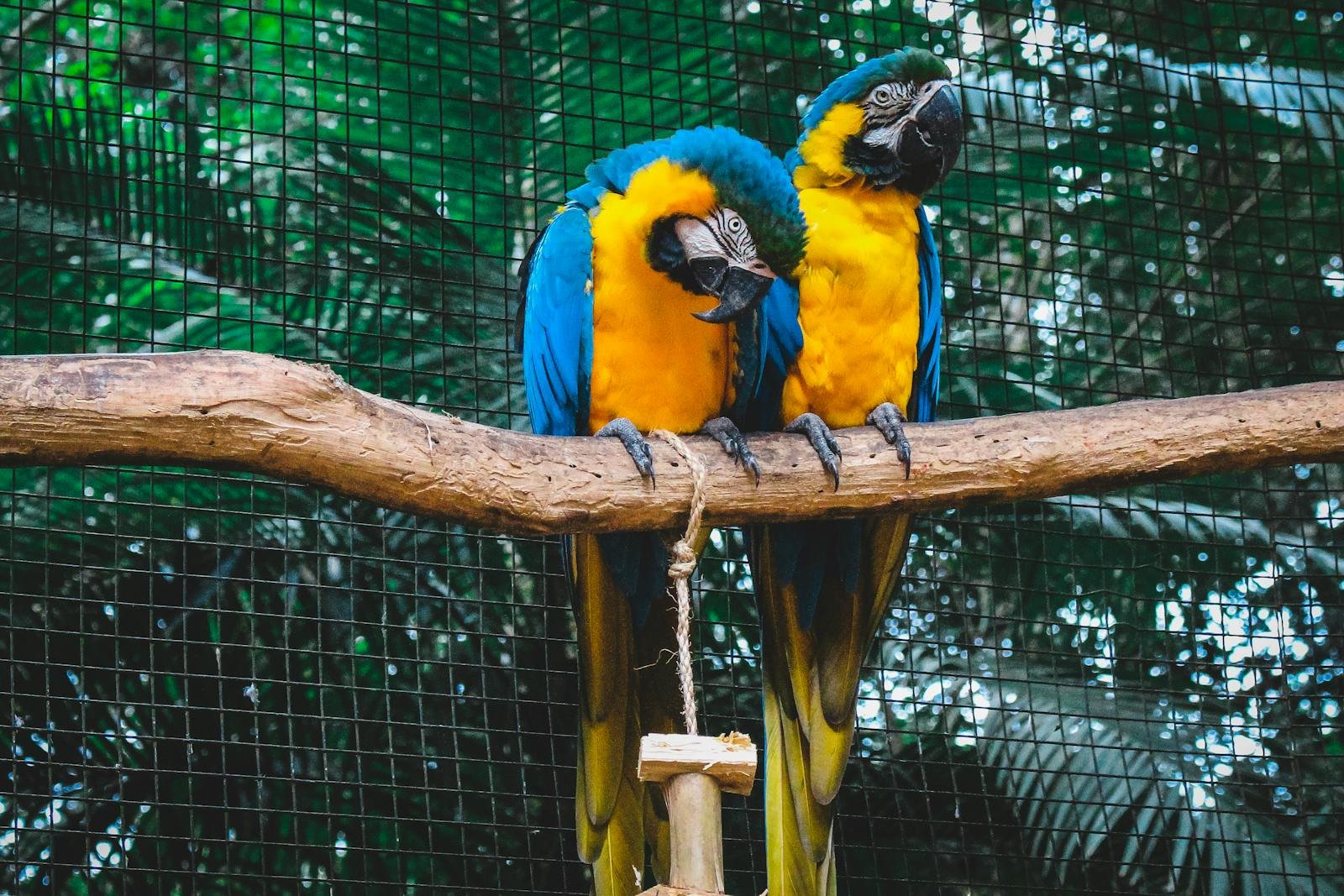 Two stunning blue-and-gold macaws perched on a branch in Foz do Iguaçu, Brazil.