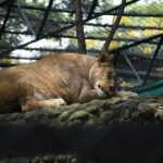 A lioness peacefully relaxing on a rocky surface inside a zoo enclosure.
