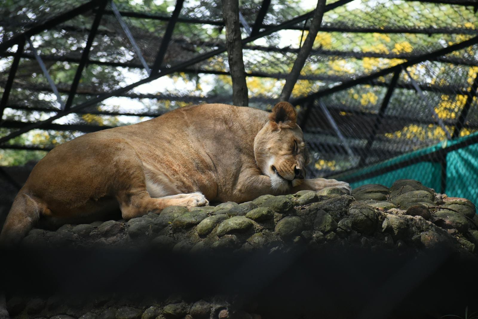 A lioness peacefully relaxing on a rocky surface inside a zoo enclosure.